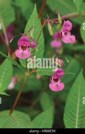 Indian Balsam Himalayan, pink red jewelweed I. Impatiens glandulifera flowers, large detailed vertical decorative Policeman's Helmet flower Bobby Copp Stock Photo