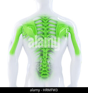 Male Backbone. 3d anatomical illustration. Isolated. Contains clipping path Stock Photo