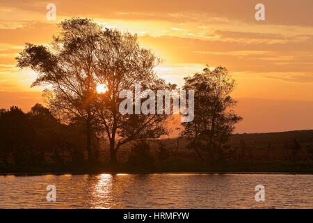 New Forest at sunrise Stock Photo