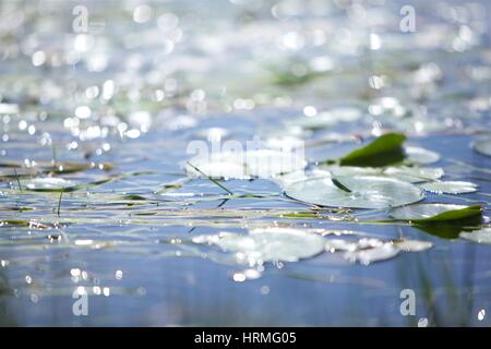 Lily pond in the New Forest Stock Photo