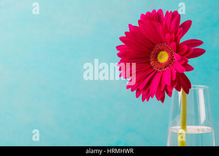 Red gerbera flower in a glass vase. Blue background. Copy space Stock Photo