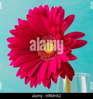 Red gerbera flower in a glass vase. Blue background. Copy space Stock Photo