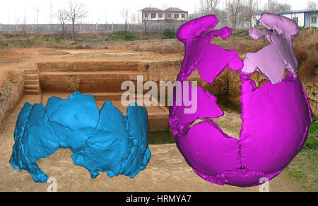 (170303) -- WASHINGTON, March 3, 2017 (Xinhua) -- Photo provided by Wu Xiujie, a researcher with the Chinese Academy of Sciences institute of vertebrate paleontology and paleoanthropology, shows the 3D restored picture of two Human cranial fossils found in Xuchang in central China's Henan Province. Human cranial fossil remains from 105,000 - 125,000 years ago, found in Xuchang in central China's Henan Province, share characteristics of Chinese hominids, early modern humans and Neanderthals, a species named for the Neandertal region of Germany, according to a report in the 'Science' magazine on Stock Photo