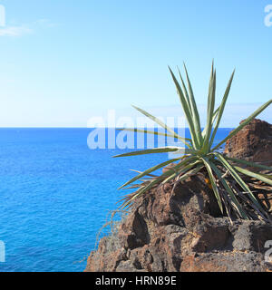 Aloe vera plant and sea in the background, Tenerife, Canary Islands. Copyspace composition Stock Photo