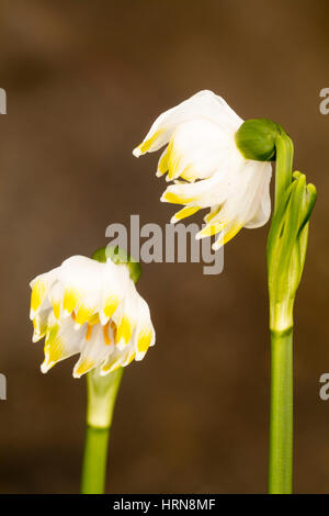 Multi segmented petals of the selected form of the spring snowflake, Leucojum vernum 'Gertrude Wister' Stock Photo