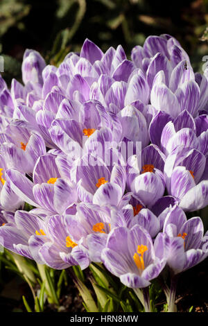 Pale purple striped flowers of the early spring flowering Dutch crocus, Crocus vernus 'Pickwick' Stock Photo