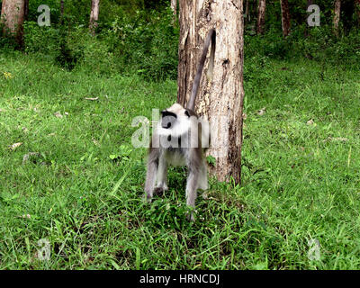 Black-faced monkey (aka Indian Langur or Gray Langur) (Semnopithecus entellus) in Bandipur National Park, Karnataka, India Stock Photo