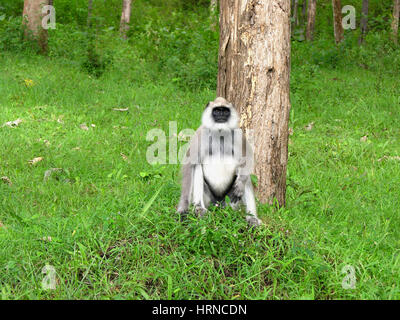 Black-faced monkey (aka Indian Langur or Gray Langur) (Semnopithecus entellus) in Bandipur National Park, Karnataka, India Stock Photo