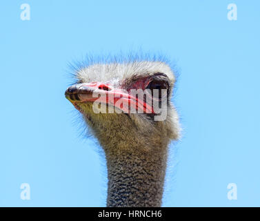 A closeup facial portrait of an Ostrich in Southern Africa Stock Photo