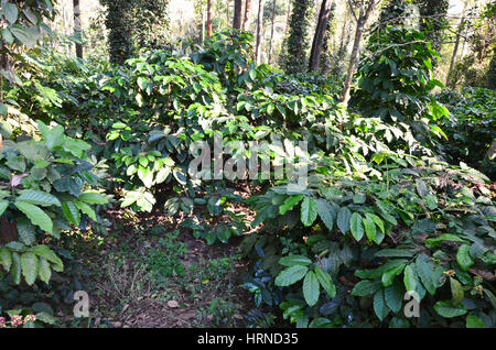 Coffee Plantation at Madikeri, Coorg, Karnataka, India. Coffee plants with coffee beans. Stock Photo