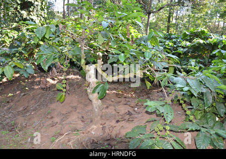 Coffee Plantation at Madikeri, Coorg, Karnataka, India. Coffee plants with coffee beans. Stock Photo