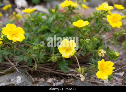 Alpine Cinquefoil, Potentilla crantzii, group of flowers The Cairngorms, Scotland, UK Stock Photo