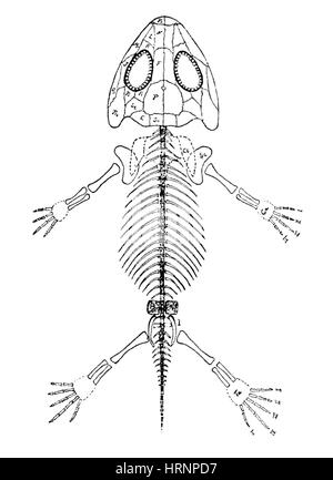 Palaeozoology - Cainozoic period - Extinct mammals - Pantodonta Stock ...