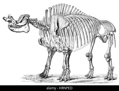 Palaeozoology - Miocene Period - Extinct Mammals - Protoceras Stock ...