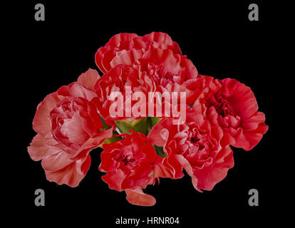 A beautiful bunch of Red carnations in a bunch isolated on a black back ground. The image is bright and warm and is centred with space on either side. Stock Photo