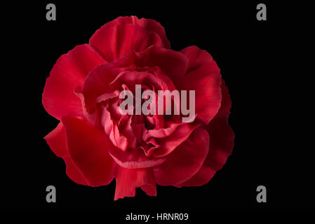 A single Red carnation on a black background. The flower head is red and has a slight shadow on the right hand side of the image. Stock Photo