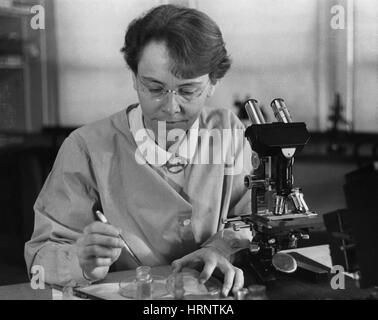 Barbara McClintock, American Cytogeneticist Stock Photo