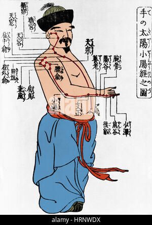 Acupuncture Points, 1805 Stock Photo
