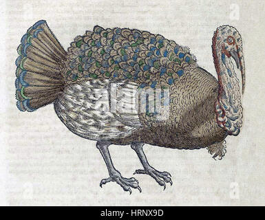 Turkey, Historiae Animalium, 16th Century Stock Photo