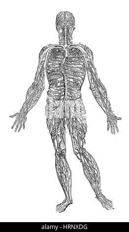 Human circulatory system, full figure, cutaway anatomy illustration ...