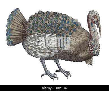 Turkey, Historiae Animalium, 16th Century Stock Photo