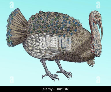 Turkey, Historiae Animalium, 16th Century Stock Photo