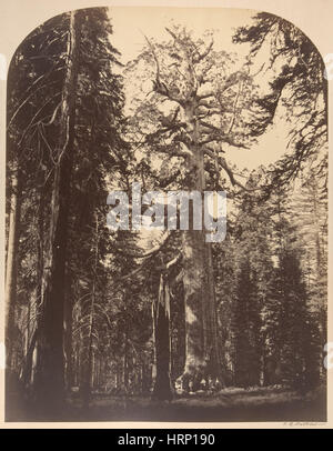 Grizzly Giant Sequoia Tree, Yosemite, 1861 Stock Photo