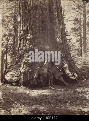 Grizzly Giant Sequoia Tree, Yosemite, 1860s Stock Photo