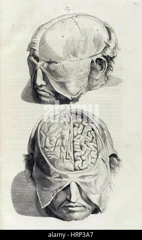 Anatomia humani corporis, Table 05, 1690 Stock Photo
