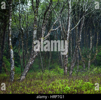 A stand of Red Alder trees along Rialto Beach in the Olympic National Park, Washington, USA. Stock Photo