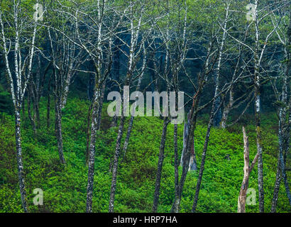 A stand of Red Alder trees along Rialto Beach in the Olympic National Park, Washington, USA. Stock Photo