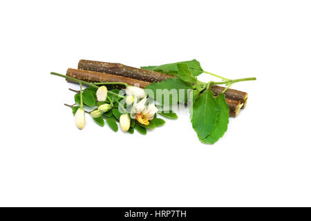 Medicinal holy basil & Moringa leaves over white background Stock Photo