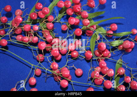 Branch of pink peppercorns on blue background Stock Photo