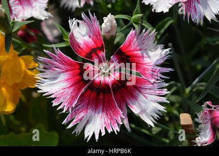 Smiling Flower, pink Stock Photo