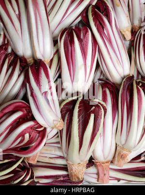 red chicory called Radicchio Rosso di Treviso in Italy for sale in the greengrocer Stock Photo