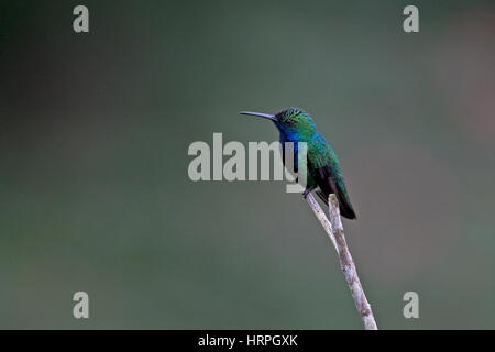 Black-throated Mango (Anthracothorax nigricollis) Stock Photo