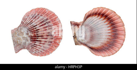 Pink and white Sea shells isolated on white with clipping path Stock Photo