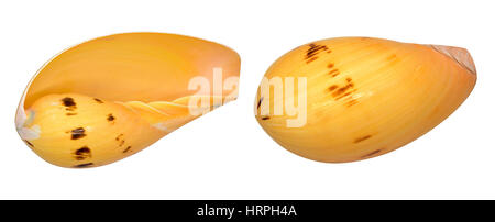 Yellow Sea shells isolated on white with clipping path Stock Photo