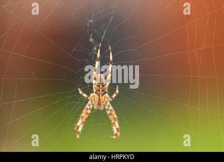 Common Garden Orb Weaver Spider Stock Photo