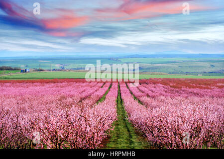 peach garden in blossom time Stock Photo