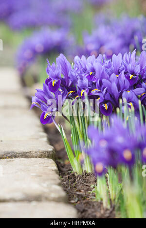 Irises at Brightwater Gardens, Saxby, Lincolnshire, UK. Winter, February 2017. Stock Photo
