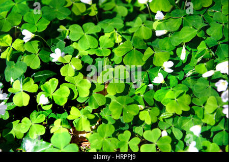 Wood Sorrel, Oxalis acetosella, Oxalidaceae. Irish Wild flowers Stock Photo