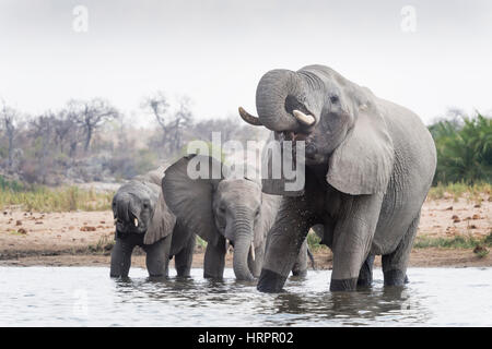 African Elephant (Loxodonta africana) herd drinking at waterhole, Kruger National Park, South Africa Stock Photo