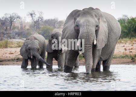 African Elephant (Loxodonta africana) herd drinking at waterhole, Kruger National Park, South Africa Stock Photo