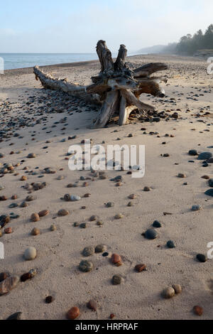 A beach with perfectly scattered rocks on the sand in the foreground with a large piece of driftwood and fog and people in the background. Stock Photo