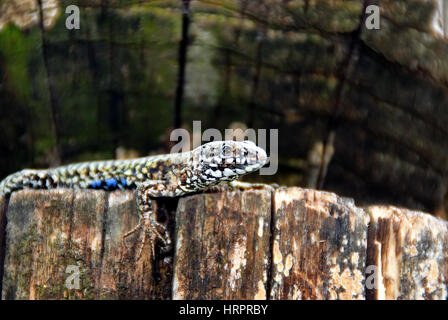 The Italian wall lizard, ruin lizard, or İstanbul lizard (Podarcis sicula from the Greek meaning 'agile' and 'feet') is a species of lizard in the family Lacertidae. P. sicula is native to Bosnia and Herzegovina, Croatia, France, Italy, Serbia and Montenegro, Slovenia and Switzerland, but has also been introduced to Spain, Turkey, and the United States. P. sicula is the most abundant lizard species in southern Italy. Stock Photo