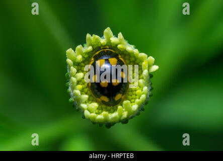Top view close up of a black ladybug with yellow spots in the middle of a flower. Stock Photo