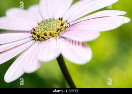 Close-up of a flower. Osteospermum ecklonis Stock Photo