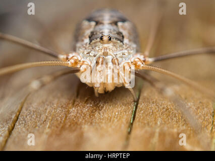 Extreme macro photo anterior view of a harvestmen or daddy longlegs. Opiliones Stock Photo