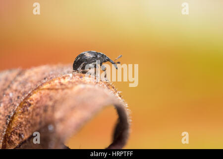 Side view close up of a tiny weevil on a leaf with autumn colors Stock Photo